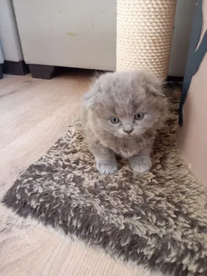 Продаются котята 1