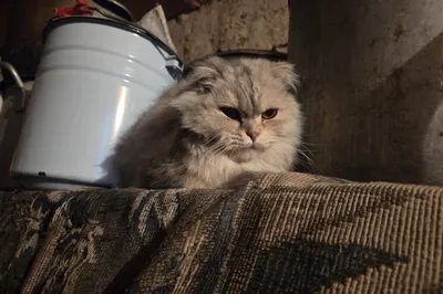 Породистый кот Scottish Fold (Straight) 1