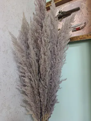 dekor uchun pampas o‘ti 1
