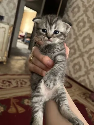 mushukchalar turk angora shotlandskaya strayt fold mushuk 1