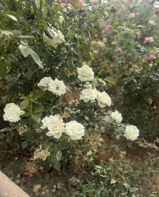 atirgul kochat galand 1