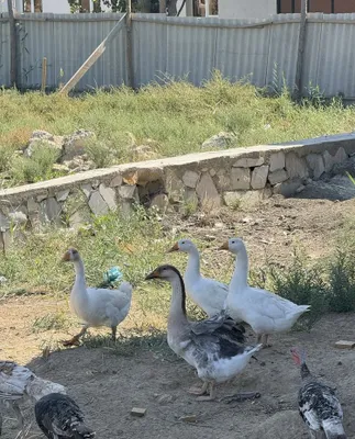 G’ozlar sotiladi 1