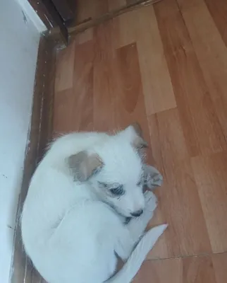 Deyarli 2 oylik kuchukchani beraman 1