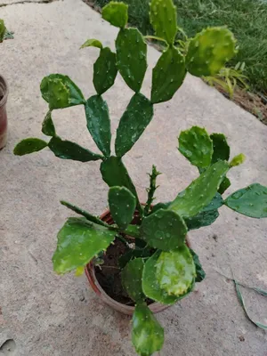 Бразилиопунция (Brasiliopuntia) — 35 см 1