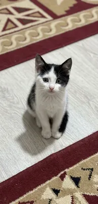 Котята Хадяга, Бухара 1