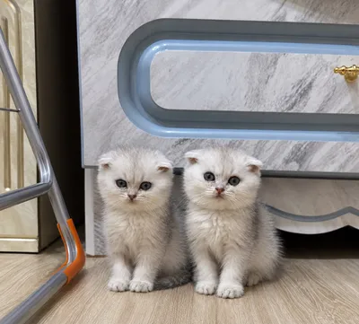 Котята