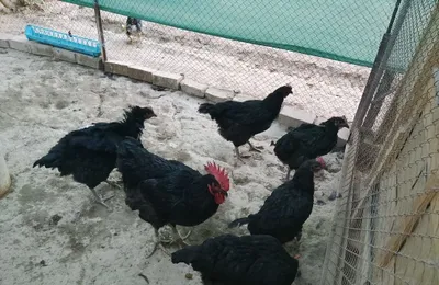 Qora shaxzoda toʻvuqlar 1
