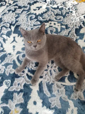 Британский кот 1