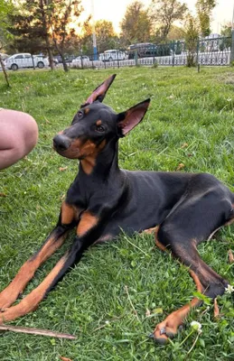 Klubga mansub dobermanni sotaman 1