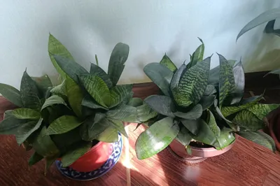 Sansivieriya xona gullari ( Doimiy yashil)