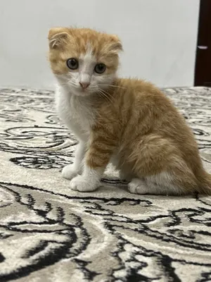 Котёнок-помесь 1