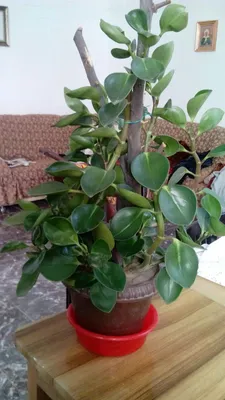 Xona guli — doimiy yashil peperomiya