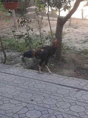 Xoroz sotiladi srochno 1