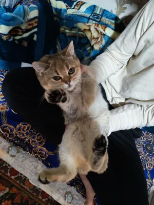 Кошка породы Golden Shiffeld 1