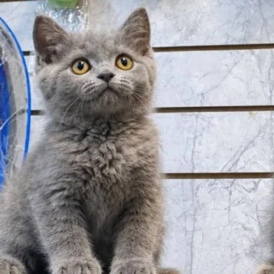Продаётся породистый котёнок British Shorthair 1