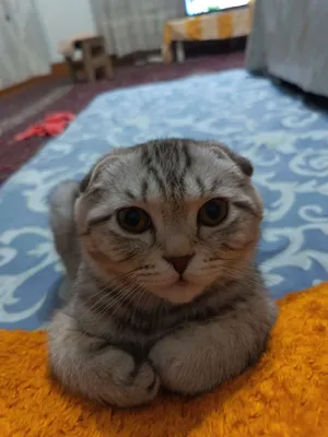 Сотилади. Скотиш фолд 1