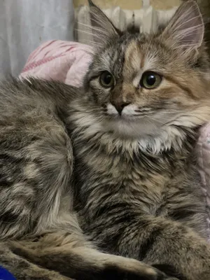 Jinsiy aloqani onlayn tomosha qiling: 2ta bobosi bittasini sikadi