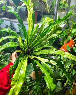 Asplenium Nidus Var 1
