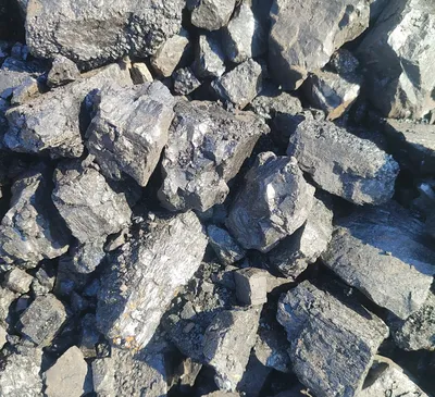 Шибаркол орешки семицки отбор копланган холатдаям бор 1
