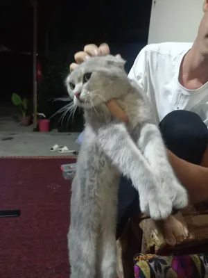 Домашняя кошка. Скоттиш 1