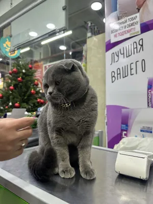 Британская короткошёрстная, голубая, шотландская вислоухая 1