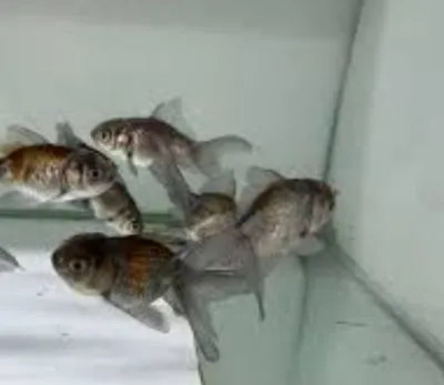 Oranda baliqlari tillarang chiroyli õrta hajmlarda 1