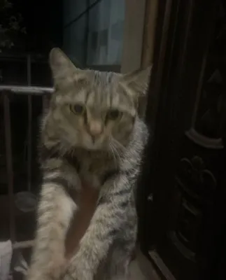 Доброжелательная домашняя кошка, приученная к лотку 1