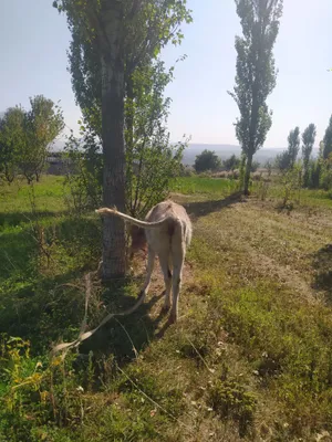 shvet hunajin sotiladi srochna kelishtirib bervor 1