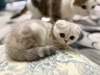 Scottish fold mushukcha qiz sotiladi 1