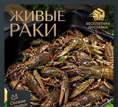 Живые раки, доставка раков, живые раки