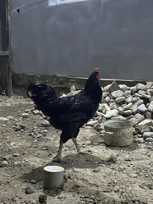 Qora Shaxzoda Gigant 1