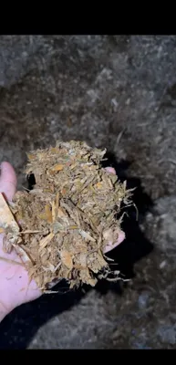 Selos optom sotiladi