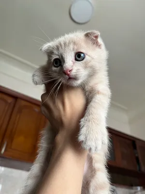 продается котенок 1
