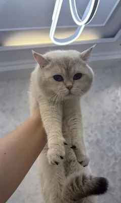 Вязка кошки vyazka mushuk 1