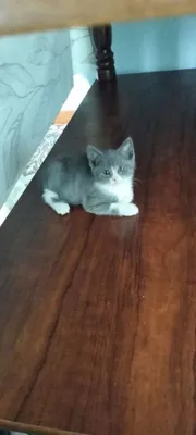 Британские выставочные котята 1