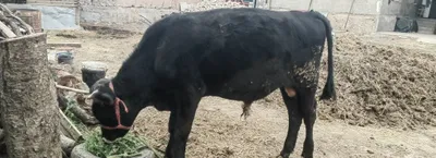 Буқалар сотилади 1