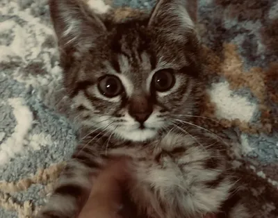 Котёнок в добрые руки 1