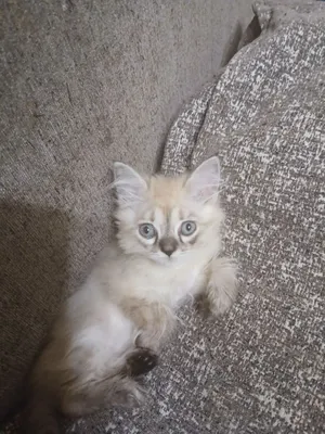 Сиамские красивые котята 1