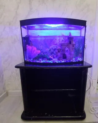 Baliqlari bilan akvarium sotiladi 1