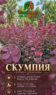Скумпия роял пурпл