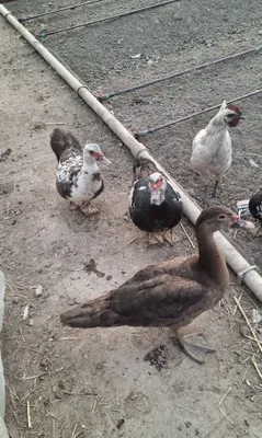 Продаются индоутки и гуси 1