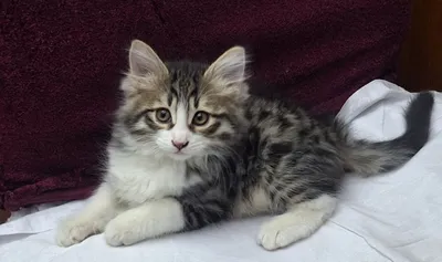 Котята,котята,котята 1