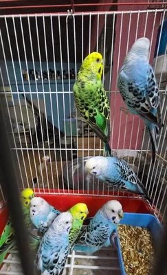 To‘lqinli to‘tiqushlar sotiladi 1