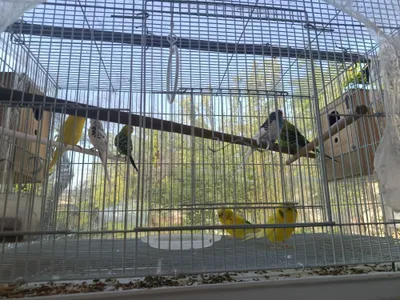 Волнистый попугай, осталась 1 пара 1