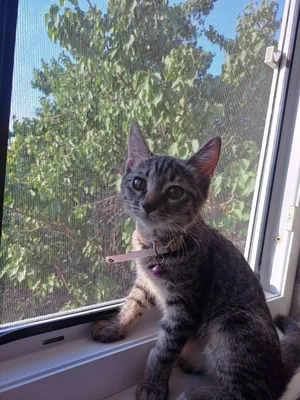 Кошечка отдаётся в хорошие руки. Кошка отдаётся бесплатно 1