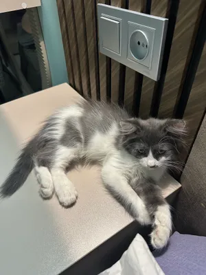 Кошка
