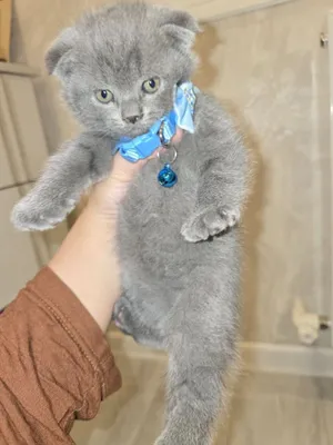 Продаються шодланские кошки 1