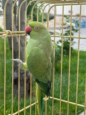 papugay tuti qush 1