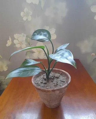 Aglaonema xona o‘simligini sotaman