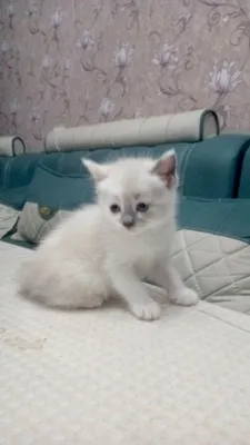 Продаётся шотландская прямоухая кошка 1